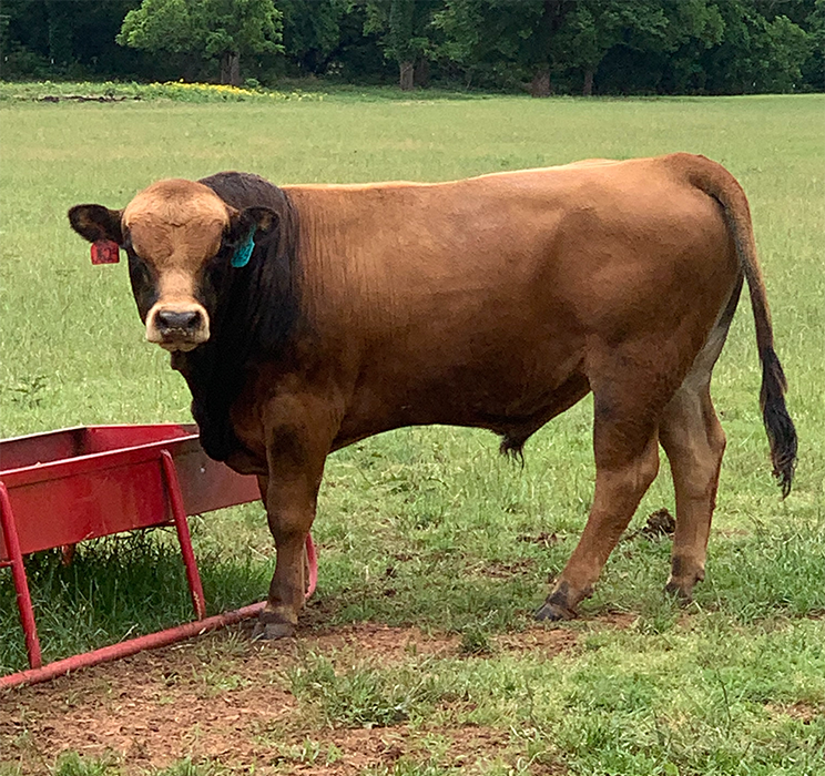 Final Cut J624 Bulls For Sale