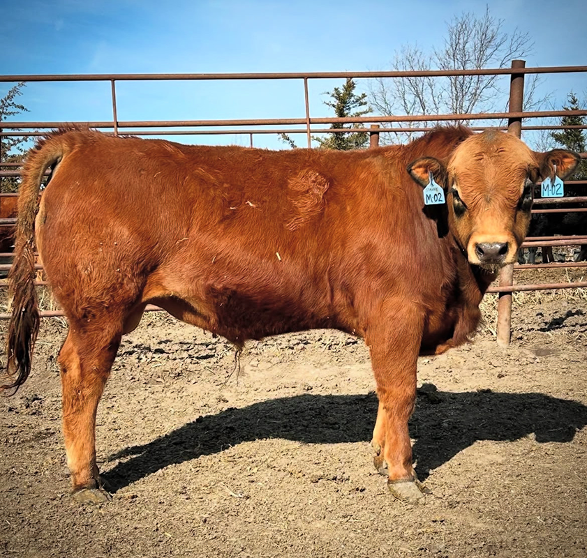 Bull-Ad-1