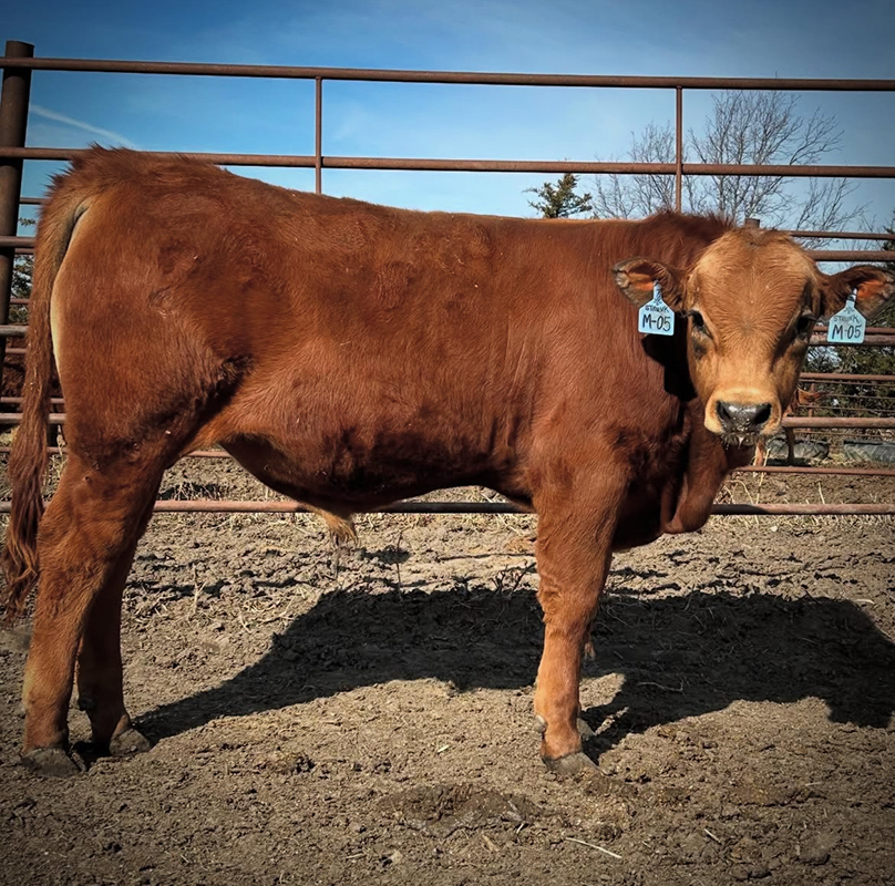 Bull-Ad-3